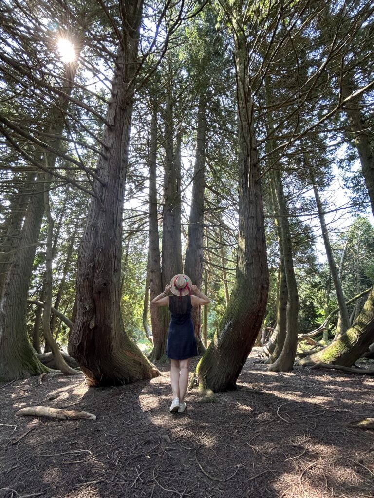 photo of helena among high trees, photographed in Croatia, Opeka Arboretum