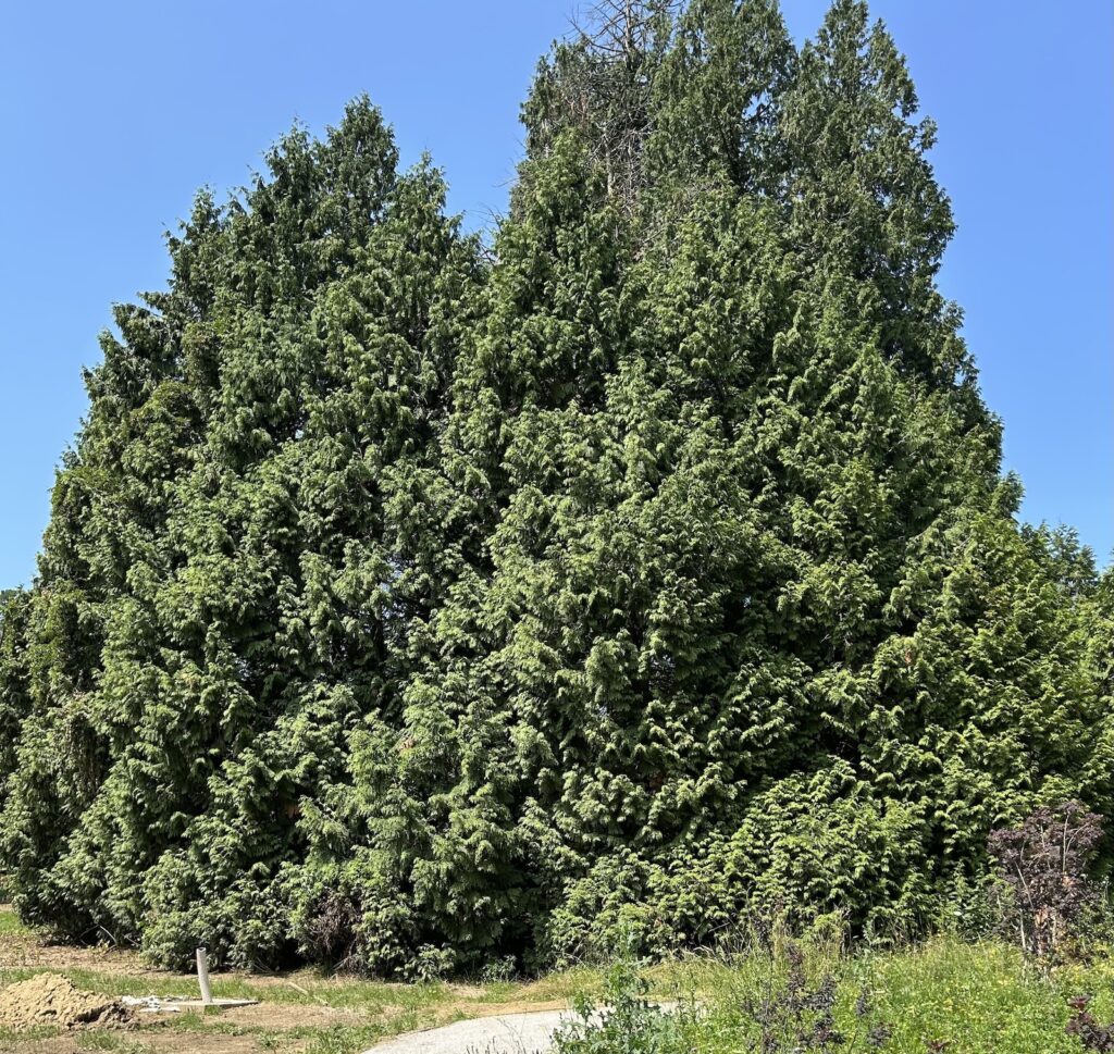 Thuja trees formed a cluster that has spent decades growing into intself. The branches have intertwined so completely that they have created a hidden green chamber nicknamed 'The Chapel'.